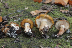 Tricholoma ustaloides