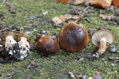 Tricholoma ustaloides