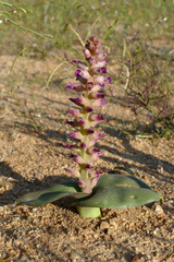 Lachenalia carnosa