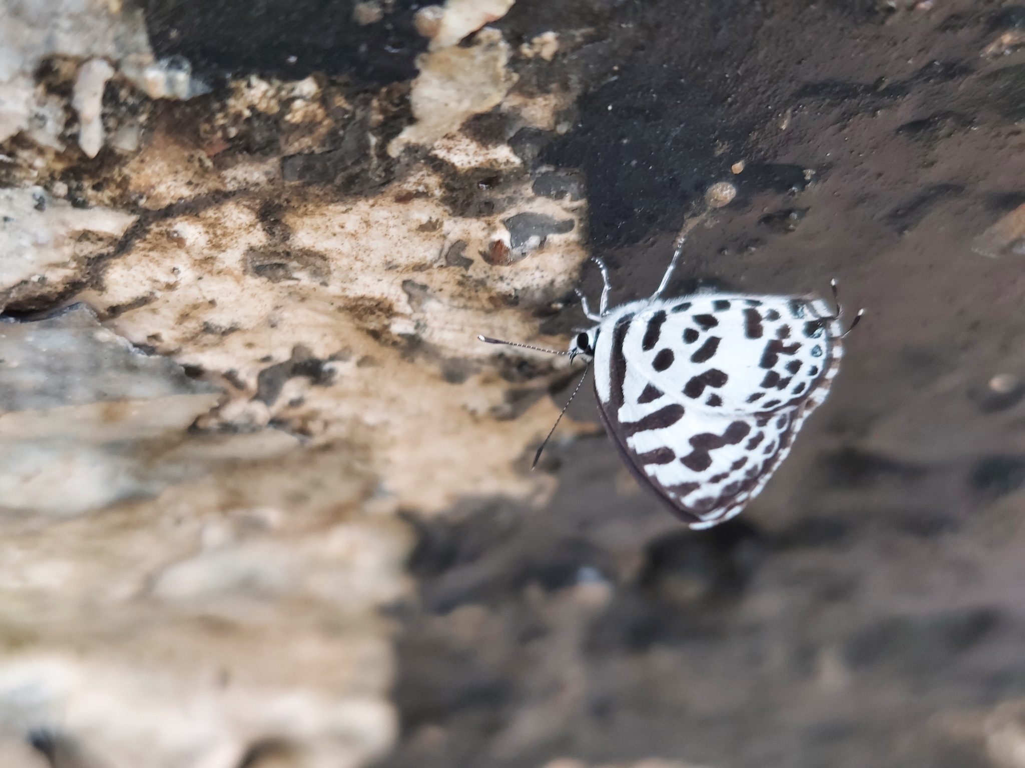 Common Pierrot