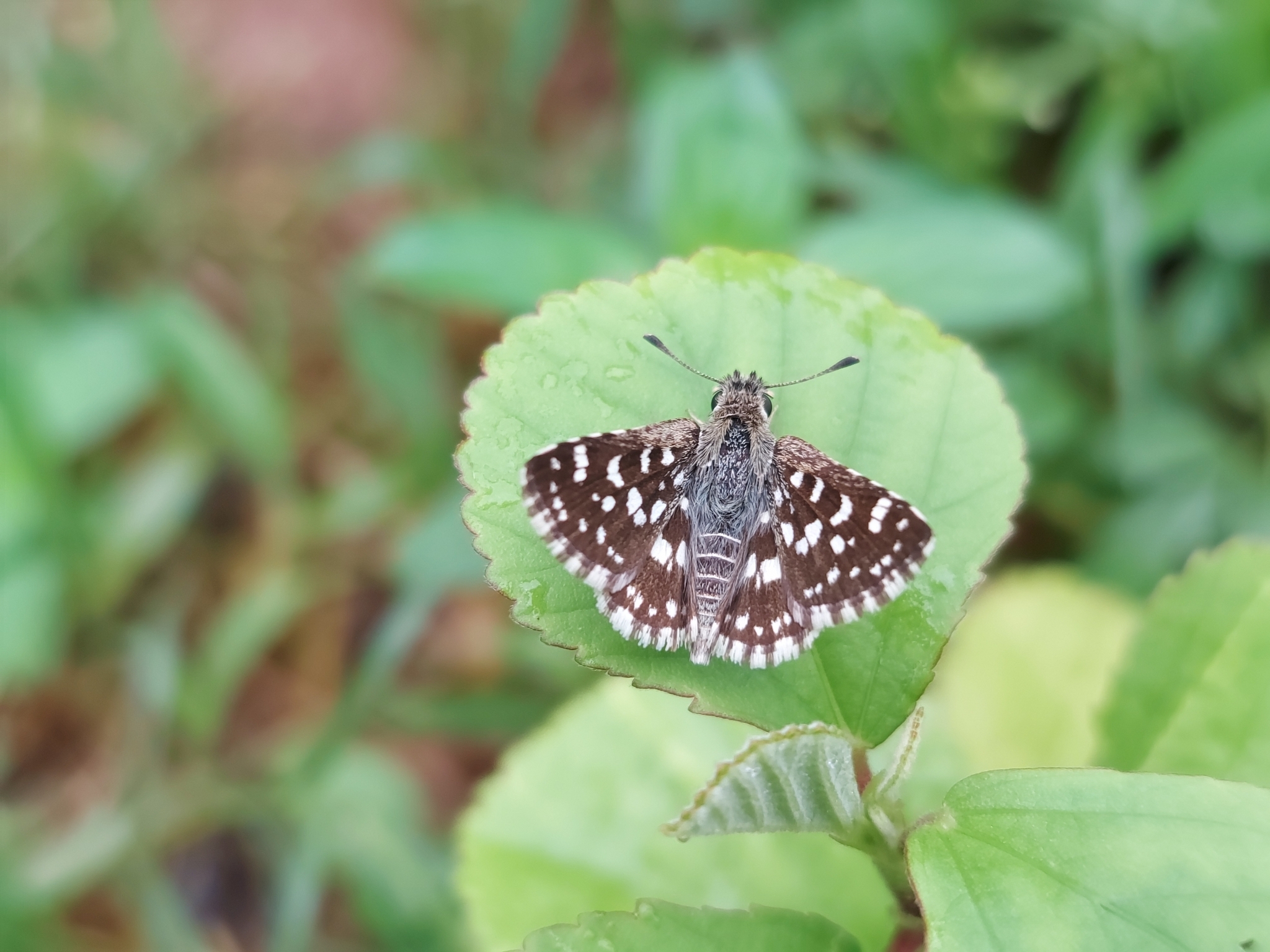 Asian Grizzled Skipper