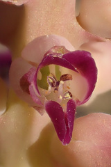 Lachenalia carnosa