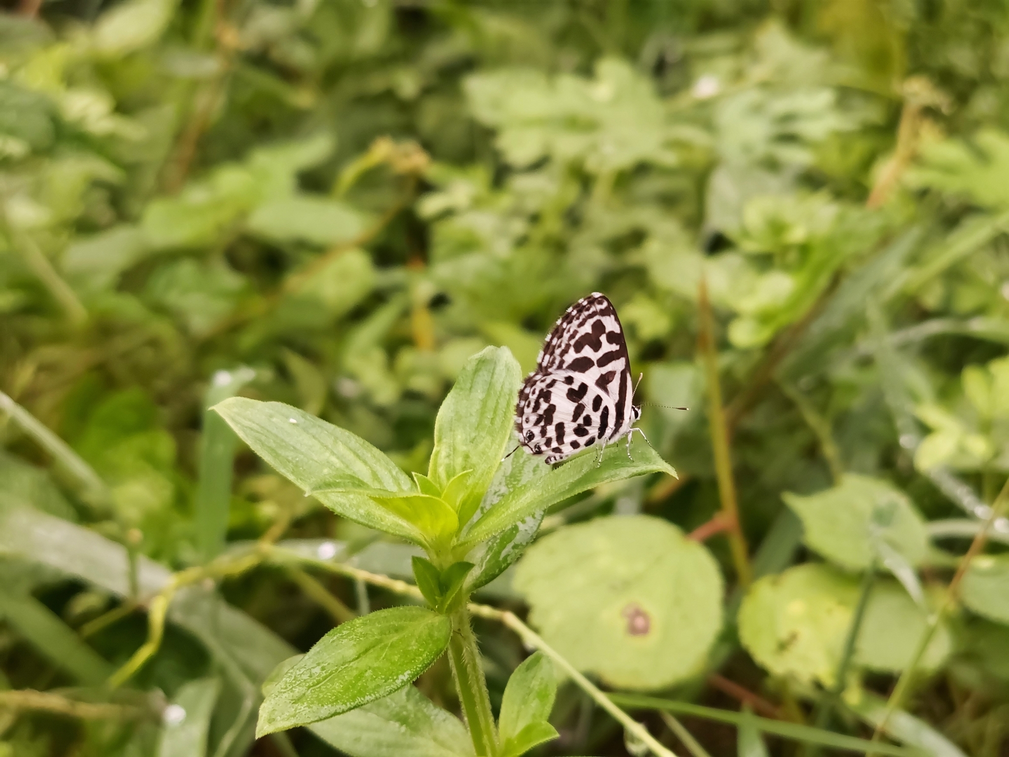 Common Pierrot