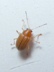 Colaspis brunnea