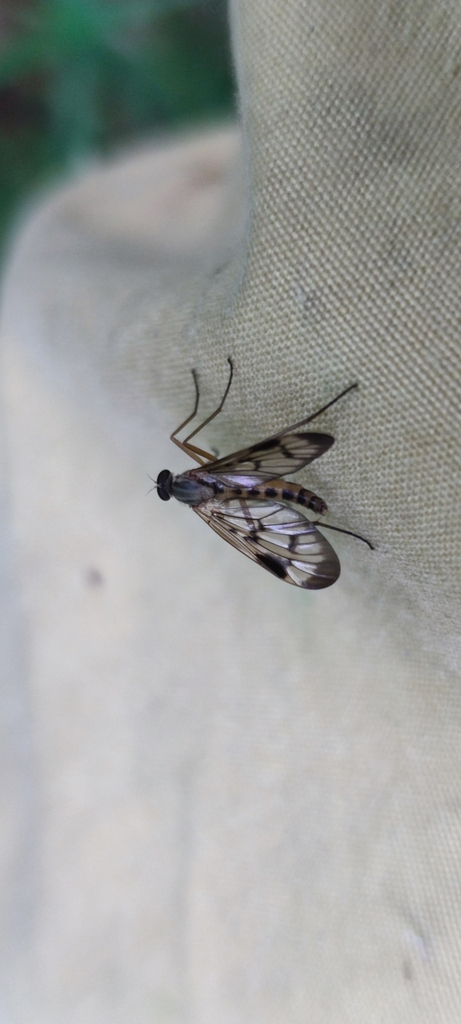 Rhagio latipennis