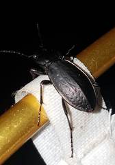 Carabus vinctus