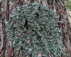 Punctelia missouriensis