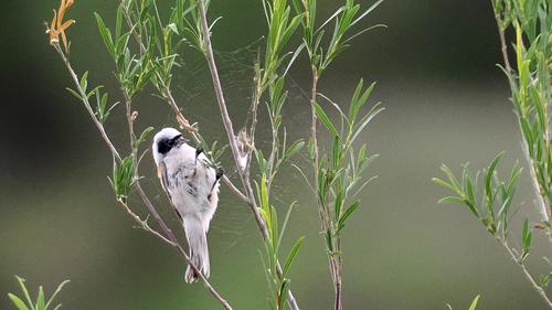 White-crowned Penduline Tit (Remiz coronatus), photo 10