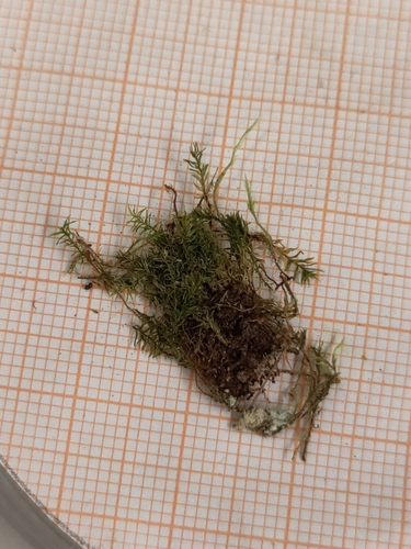 Plagiothecium latebricola observed 2025-07-03