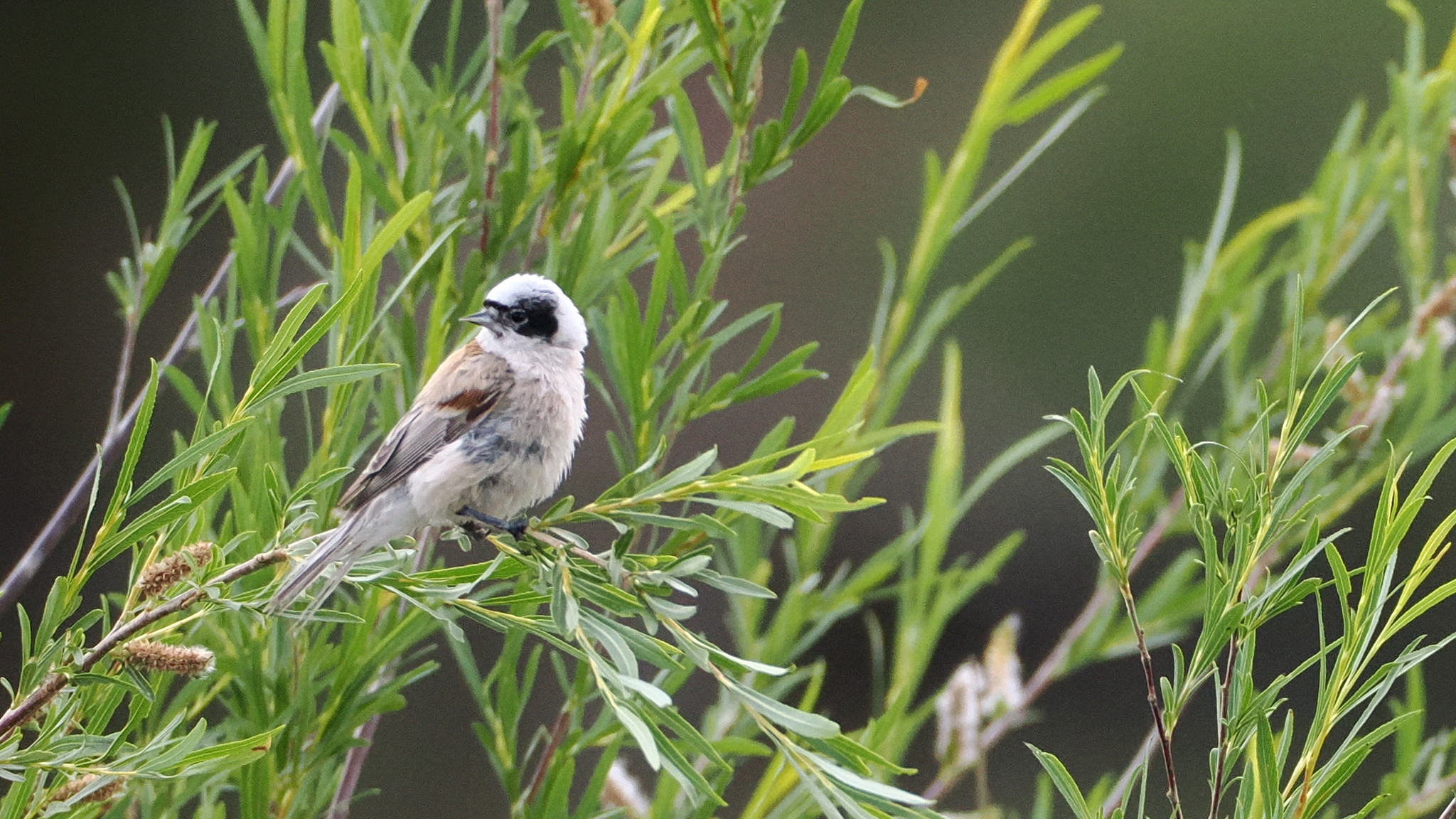 White-crowned Penduline Tit