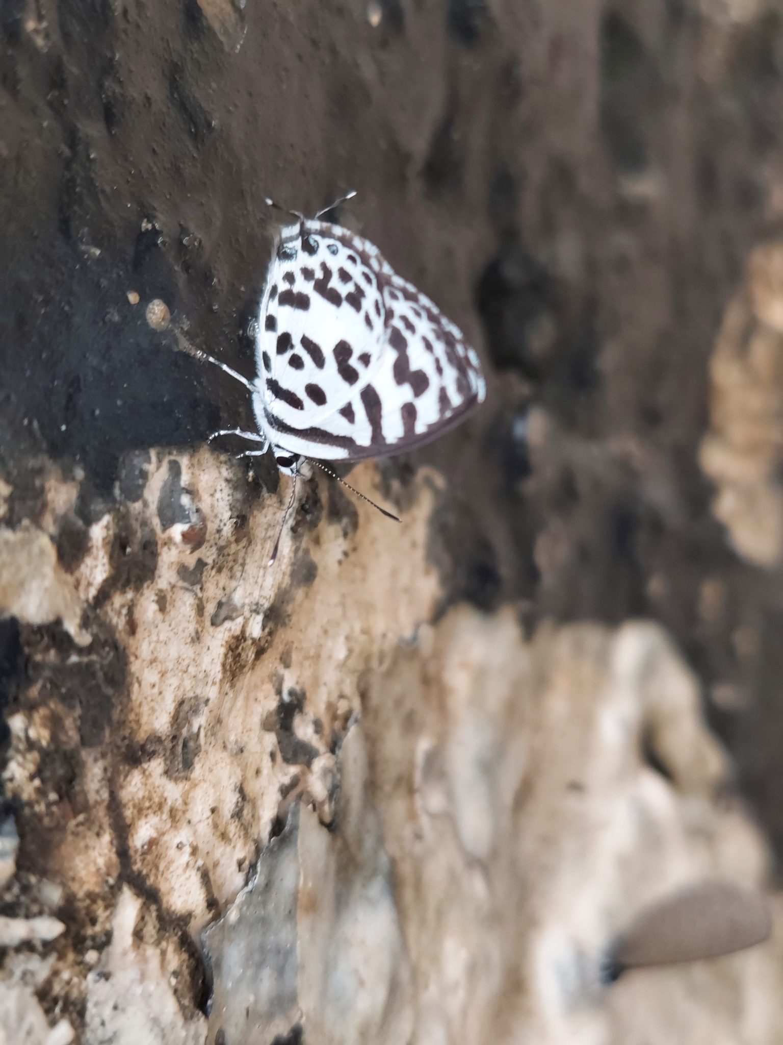 Common Pierrot