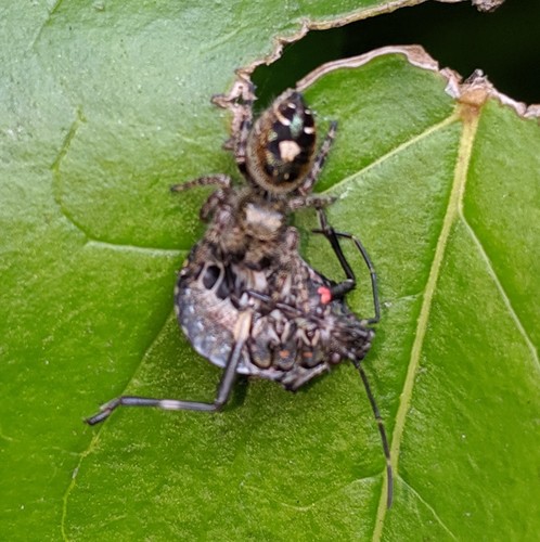Bold Jumping Spider photographed in Oregon
