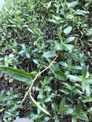 Persicaria strigosa