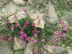 Onobrychis pyrenaica