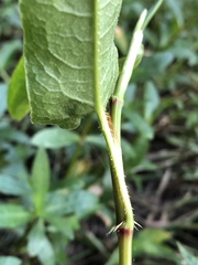 Persicaria strigosa