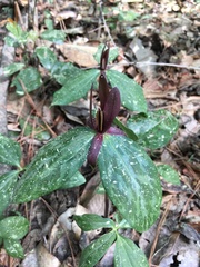 Trillium gracile