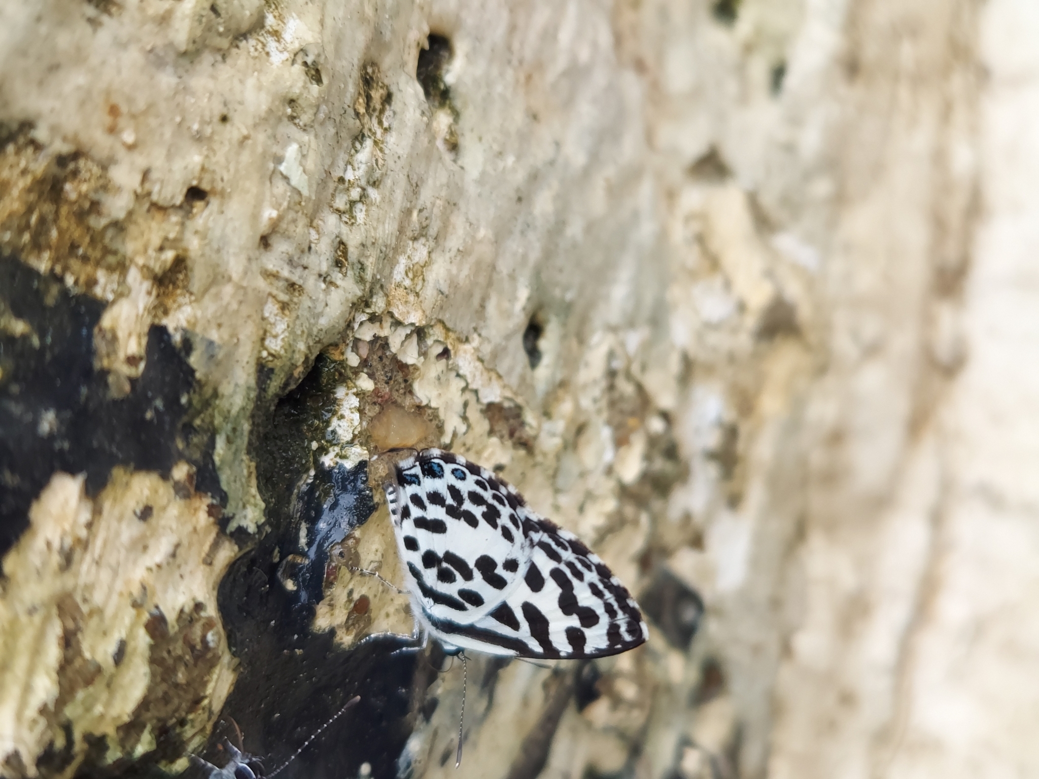 Common Pierrot