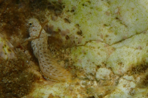 Parablennius sanguinolentus