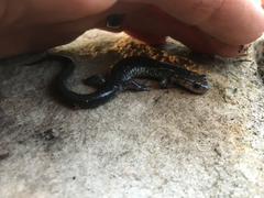 Plethodon wehrlei