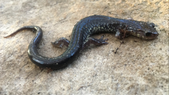 Plethodon wehrlei