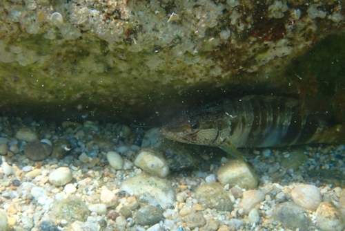 Serranus scriba