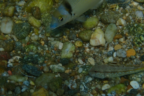 Diplodus vulgaris