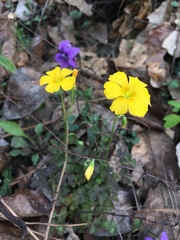 Oxalis texana