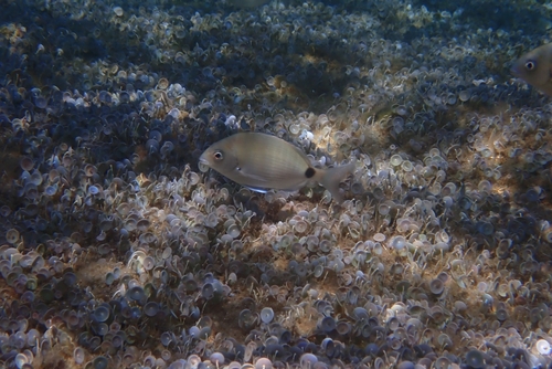 Diplodus sargus