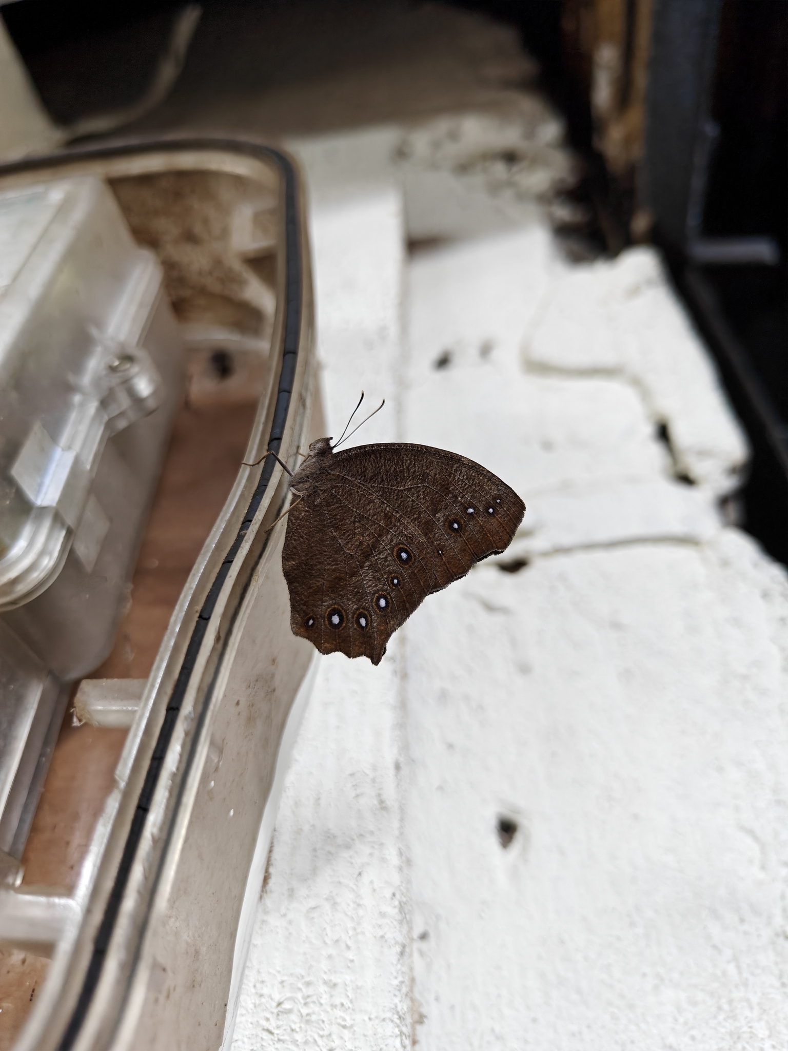 Common Evening Brown