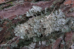 Punctelia caseana