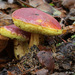 Boletus coccyginus - Photo (c) randimal, some rights reserved (CC BY-NC)