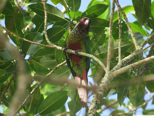 White-eared Parakeet (Pyrrhura leucotis)