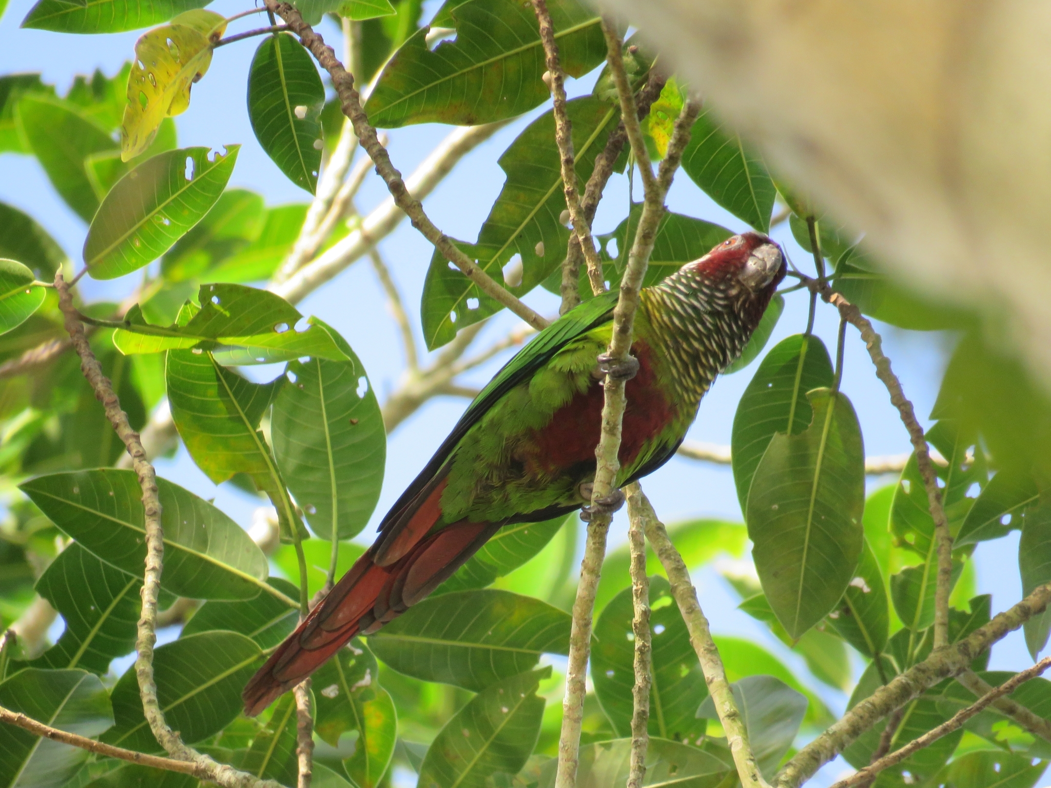 White-eared Parakeet (Pyrrhura leucotis), photo 2