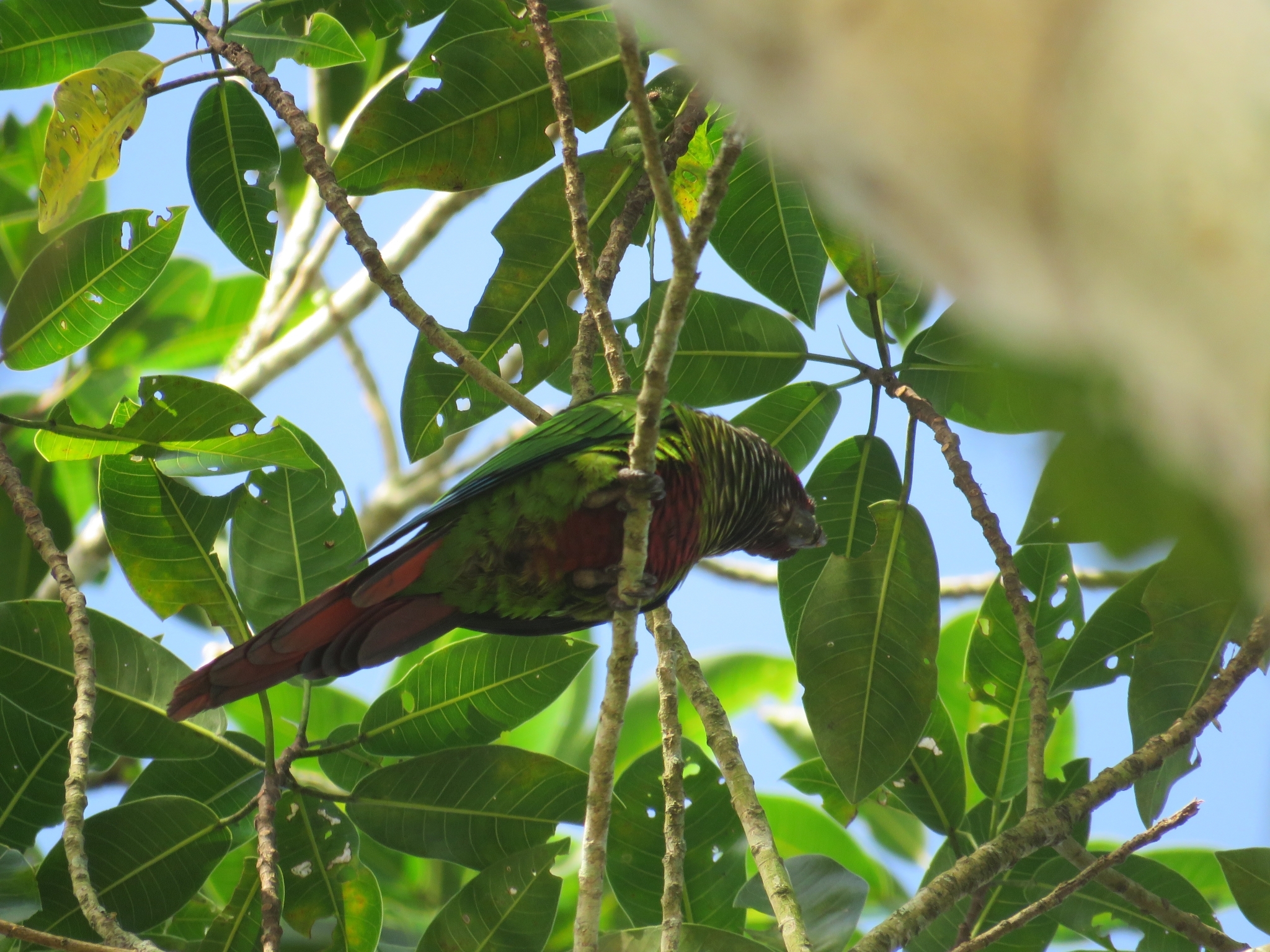 White-eared Parakeet (Pyrrhura leucotis), photo 5
