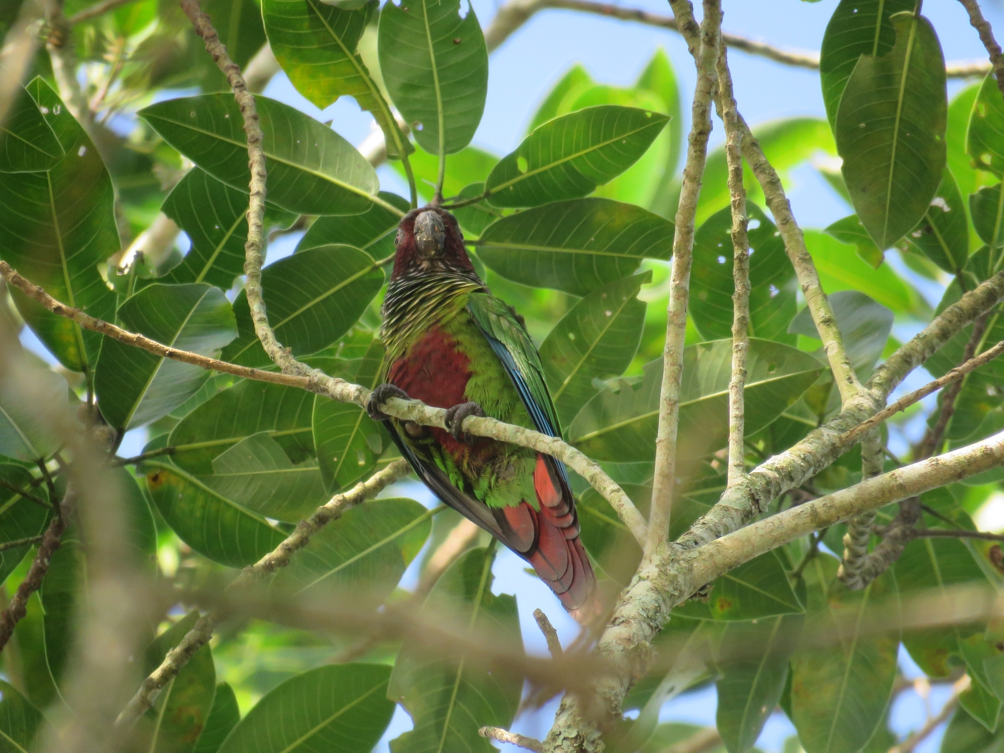 White-eared Parakeet (Pyrrhura leucotis), photo 6