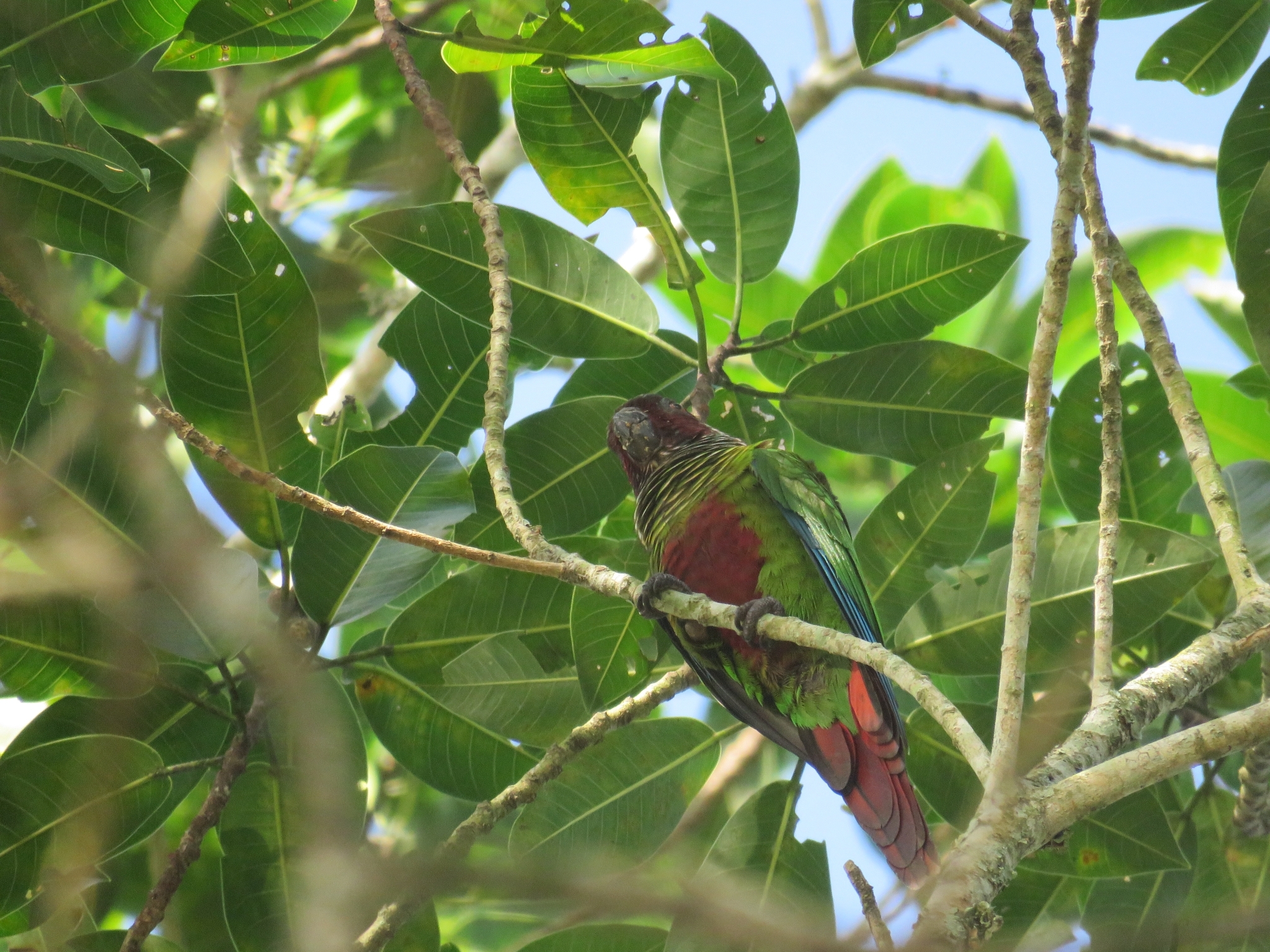 White-eared Parakeet (Pyrrhura leucotis), photo 7