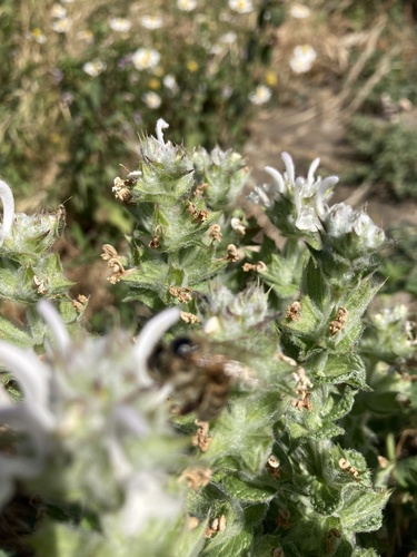 Mediterranean sage