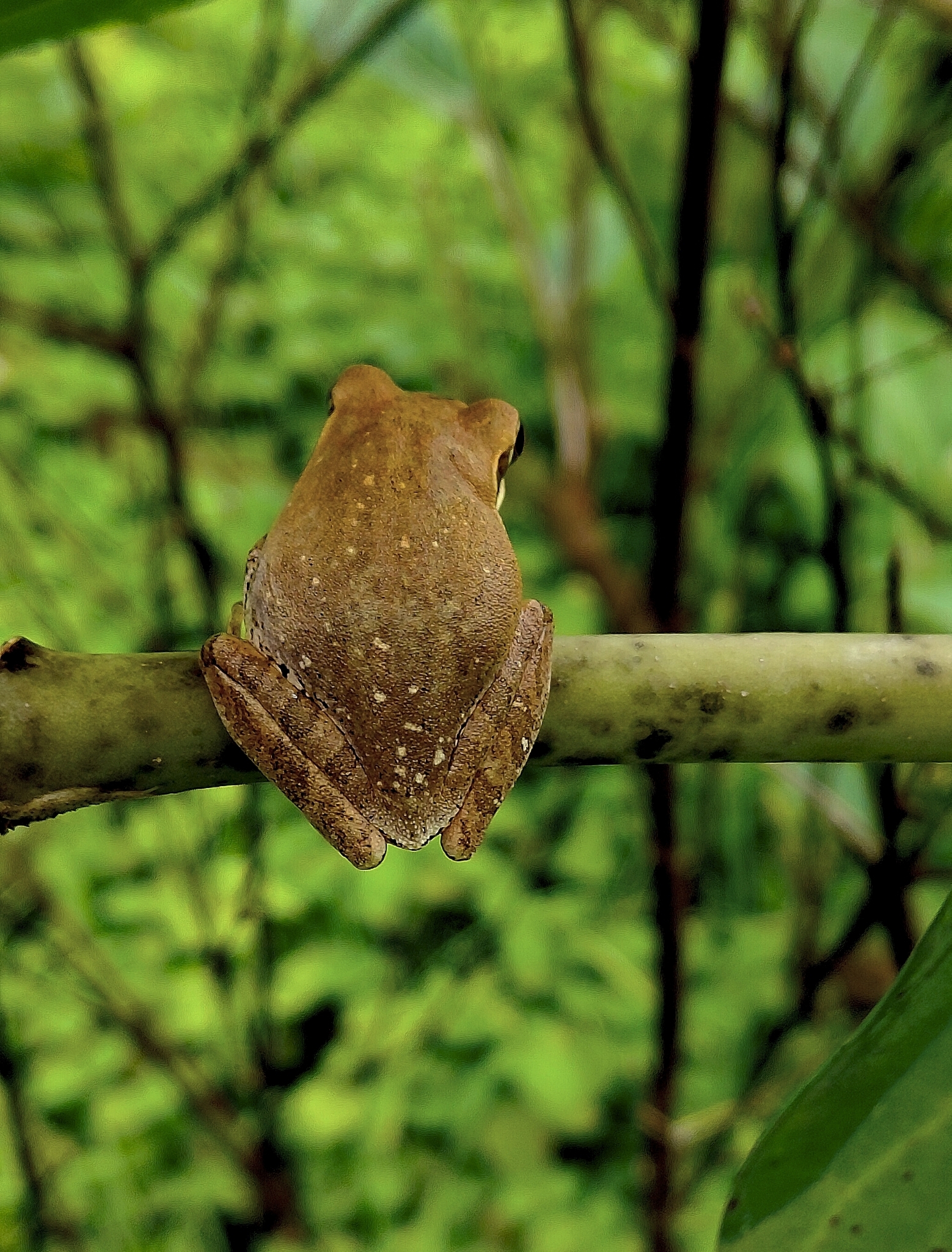 Big-Headed Whipping Frog