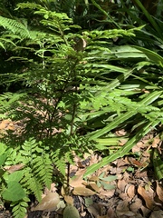 Rumohra adiantiformis