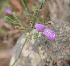 Hypoestes cumingiana