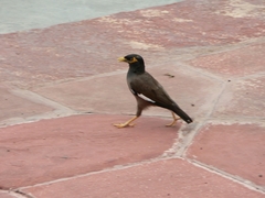 Acridotheres tristis