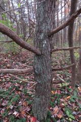 Punctelia caseana