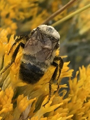 Cullumanobombus