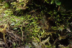 Claopodium whippleanum