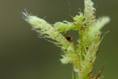 Claopodium whippleanum