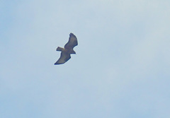 Buteo buteo insularum