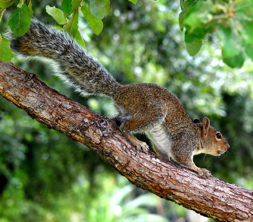 Allen's Squirrel, Centro, Monterrey, N.L., México, photo 5 of 10