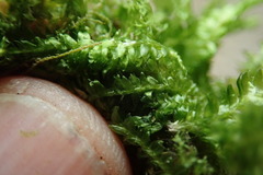 Plagiothecium denticulatum