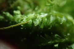 Plagiothecium denticulatum