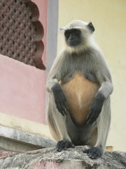 Semnopithecus entellus
